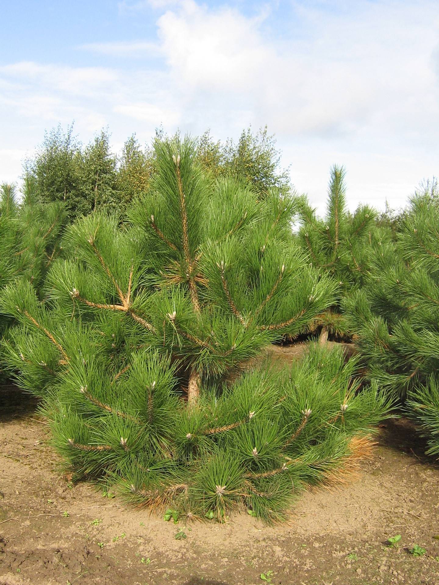 Pinus nigra nigra_07